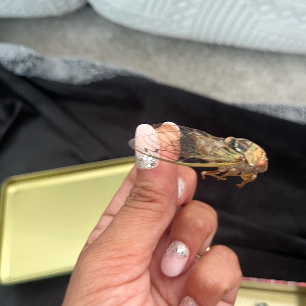 Real Cicadas, Cicada Nymph shells and rare 17yr cicadas and shells
